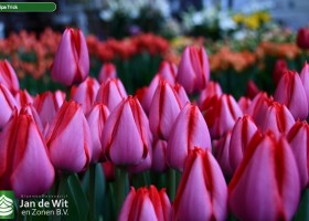 Tulipa Trick (2)